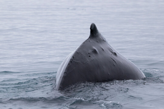Humpback whale dorsal fin surfacing in calm ocean water