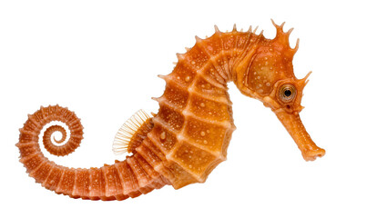 Orange seahorse with curled tail, isolated on transparent background © Charlie