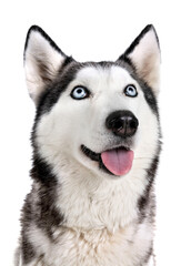 siberian husky in studio © cynoclub