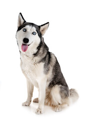 siberian husky in studio © cynoclub