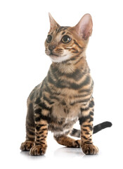 bengal kitten in studio © cynoclub