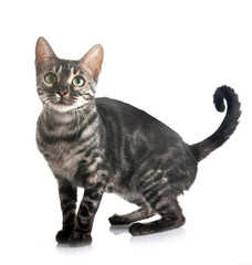 bengal kitten in studio © cynoclub