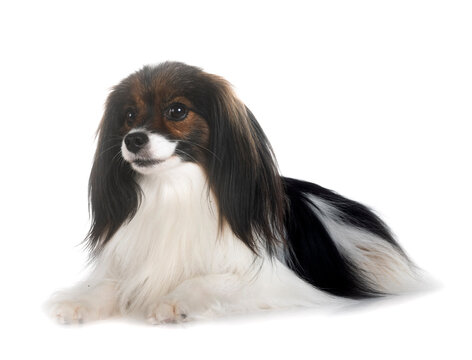 phalene papillon dog
