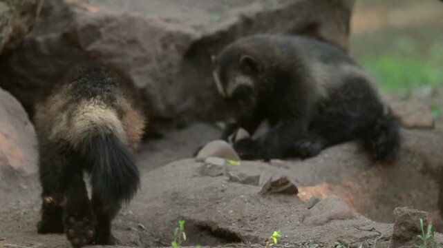 Wolverine resting peacefully in a wildlife park environment