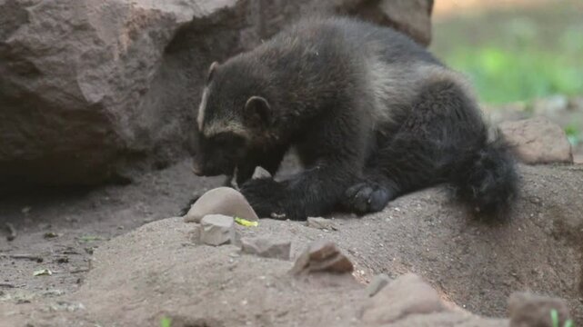 Wolverine resting peacefully in a wildlife park environment