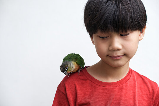 Asian boy with green-cheeked conure parrot perched on his shoulder against white background