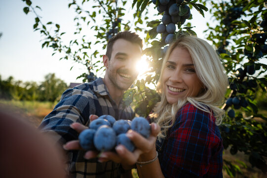 Happy couple harvesting plums in orchard