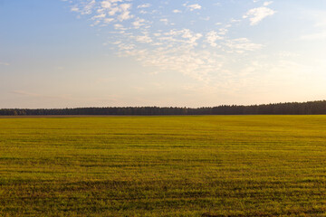 Fototapeta premium Vast golden meadow bathed in soft sunset light with a distant dark forest horizon and a peaceful blue sky featuring scattered light clouds over the tranquil rural landscape