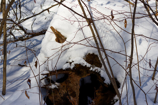 Gnarled old tree root buried under thick white snow cover in a quiet winter forest, weathered organic wooden texture contrasting with frozen drifts on a bright sunny day