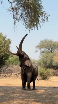 Big elephant in tha savannah 