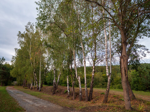 Scenic row of birch trees along a rural gravel road, surrounded by green woodland and countryside under a cloudy sky in early autumn.