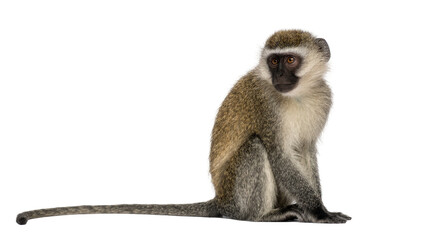 Small vervet monkey with grey fur and black face, isolated on transparent background © iPNGi
