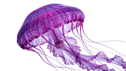 Translucent purple jellyfish with delicate tentacles, isolated on transparent background © iPNGi