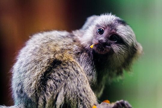 The moment a common marmoset baby looks back while eating