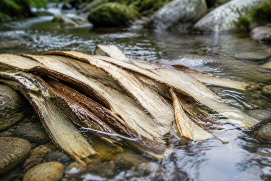 Paper mulberry bark soaking in a clear mountain stream, natural processing scene.