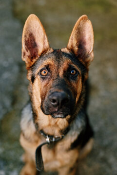 Close up portrait of an attentive German shepherd dog with ears erect on a leash, outdoors, natural light, sharp focus, showing curiosity and alertness facing the camera, front view.