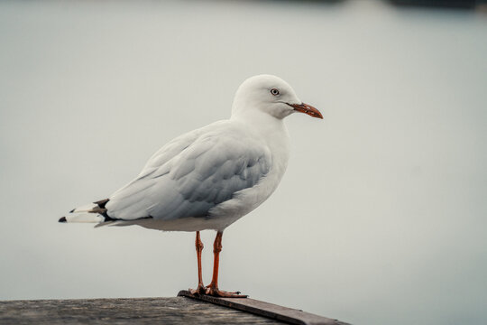 Pigeon Perched on a Table at Barangaroo, Sydney, Australia 2 Jan 2025