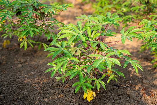 Vibrant green cassava plant (Manihot esculenta) growing in rich soil on a tropical farm, showcasing lush foliage and agricultural crop potential for food supply.