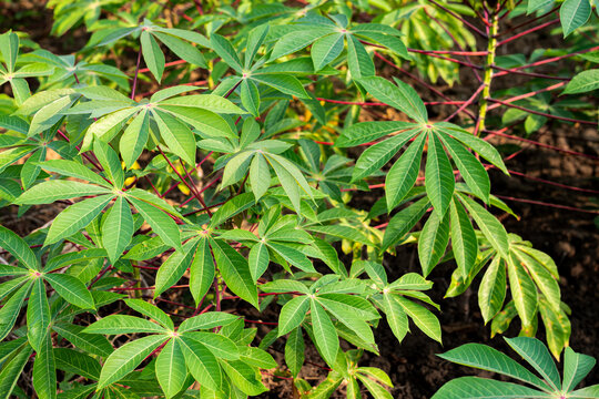 Fresh green cassava leaves (Manihot esculenta) thriving in a tropical agricultural farm, showcasing natural palmate foliage texture for food and botanical design concepts.