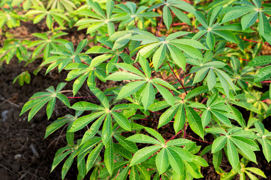 Fresh green cassava leaves (Manihot esculenta) thriving in a tropical agricultural farm, showcasing natural palmate foliage texture for food and botanical design concepts.