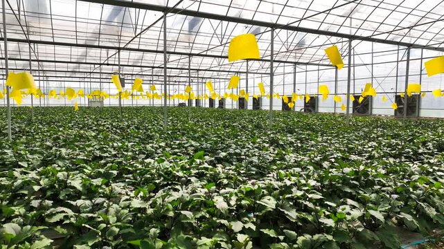 Eggplant Seedlings Growing in a Greenhouse with Yellow Sticky Traps