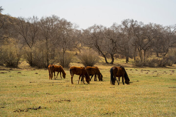 A group of horses are on the grassland in early spring. © zhengzaishanchu