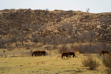 A group of horses are on the grassland in early spring. © zhengzaishanchu