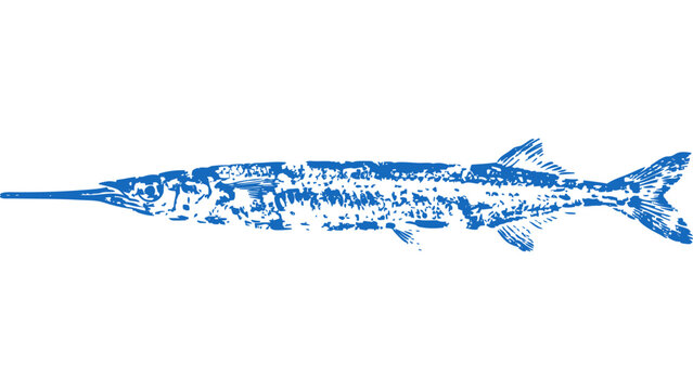 Japanese halfbeak Gyotaku fishing ink print 004