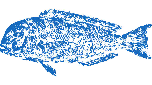 Red tilefish Gyotaku fishing ink print 005