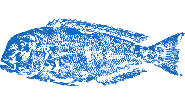 Red tilefish Gyotaku fishing ink print 004