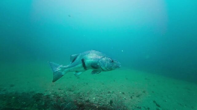 Side shot of an spinal injured giant sea bass (Stereolepis gigas). It has a solid black bar on the right side and strange swim motion. Showing it's left side. Filmed in Southern California.