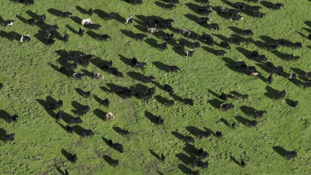 Tibetan yaks ieautiful green grassland  in the sunset