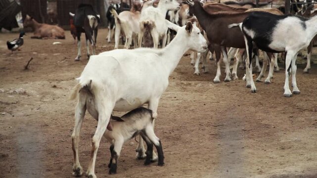 Baby goat nurses from its mother while a herd gathers in a rural farmyard, captured in a static medium shot.
