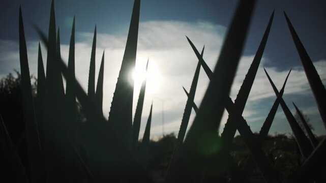 Agave leaves form dark silhouettes against bright sun and sky. Low angle