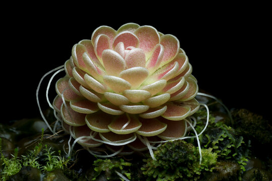 Beautiful Pinguicula florian carnivorous plant close-up on isolated background, Carnivorous plant Pinguicula florian growing in mossy natural babitat