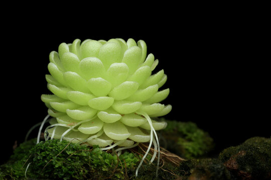 Butterworts (Pinguicula esseriana) carnivorous plant close-up on isolated background, Carnivorous plant Pinguicula esseriana growing in mossy natural babitat