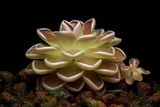 Beautiful Pinguicula esseriana carnivorous plant close-up on isolated background, Carnivorous plant Pinguicula esseriana growing in mossy natural babitat