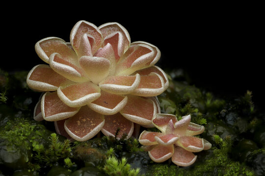 Beautiful Pinguicula esseriana carnivorous plant close-up on isolated background, Carnivorous plant Pinguicula esseriana growing in mossy natural babitat