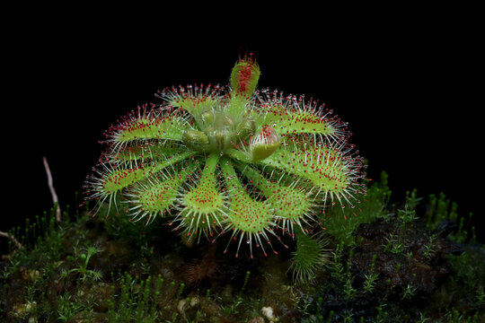 Beautiful Drosera carnivorous plant against an isolated background, Insectivorous plant Sundew Drosera burmannii vahl isolated on black background