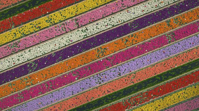 Aerial Tulip Fields Colorful Flower Stripes Drone Seamless Loop