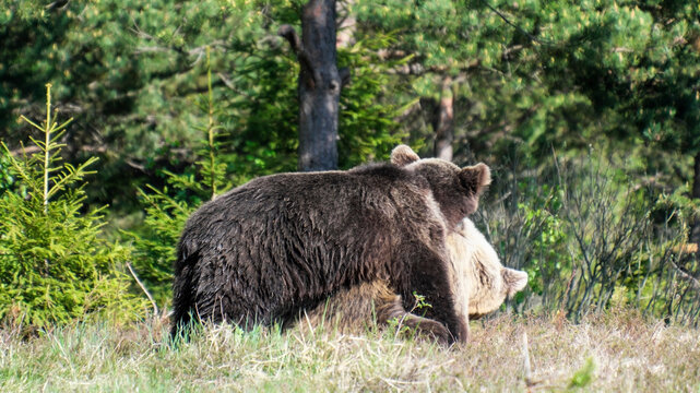 The brown bear (Ursus arctos)  is currently a common animal in the Slovak Carpathians.