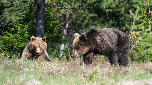 The brown bear (Ursus arctos)  is currently a common animal in the Slovak Carpathians.