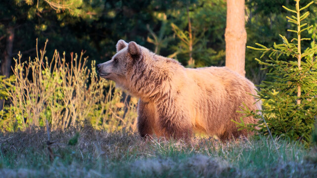 The brown bear (Ursus arctos)  is currently a common animal in the Slovak Carpathians.