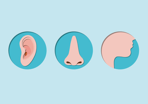 Ear, nose and throat, conceptual illustration