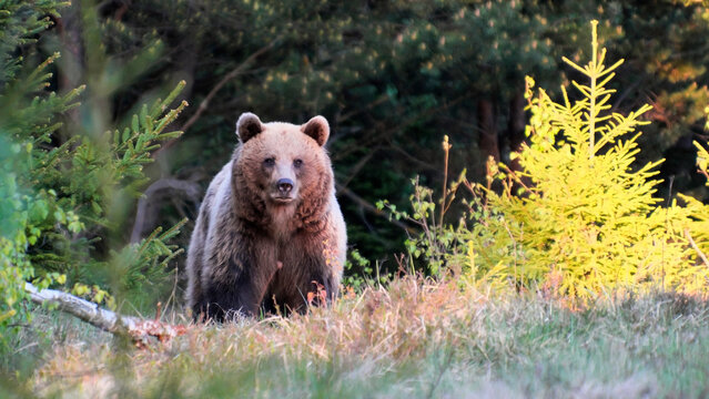 The brown bear (Ursus arctos)  is currently a common animal in the Slovak Carpathians.
