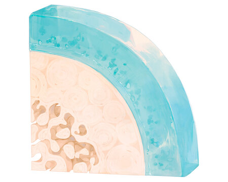 Joint cartilage, illustration
