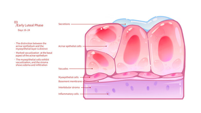 Early luteal phase breast changes, illustration