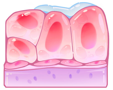 Early luteal phase breast changes, illustration