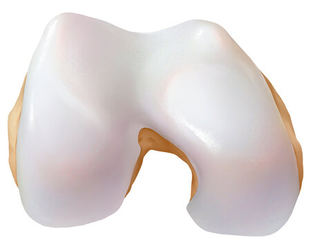 Knee cartilage surface, illustration