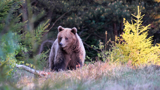 The brown bear (Ursus arctos)  is currently a common animal in the Slovak Carpathians.
